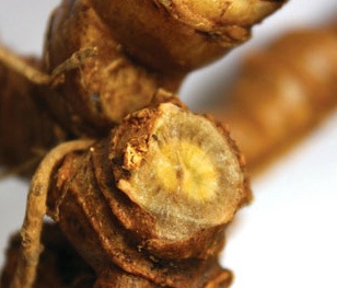 Mua sâm được…tam thất